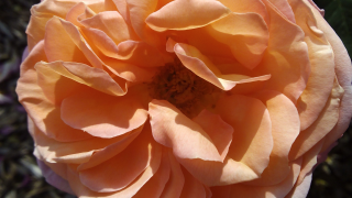 Rosaleda del Parque del Oeste, rosa 2