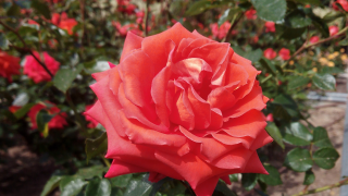 Rosaleda del Parque del Oeste, rosa naranja 6
