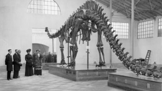 Días de entrada gratis a los Museos más importante de Madrid, Ciencias Naturales dinosaurio