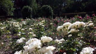 Jardines Campo del Moro, rosaleda variedad