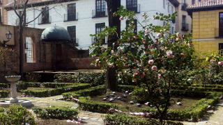 Jardines del Príncipe de Anglona , rosal
