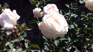 Rosaleda de El Retiro, rosa blanca