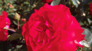 Rosaleda del Parque del Oeste, rosa 1