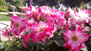 Rosaleda del Parque del Oeste, rosa 5