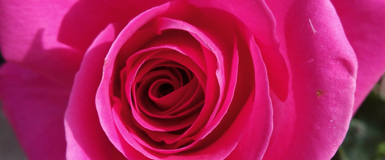 Rosaleda del Parque del Oeste, rosa rosa