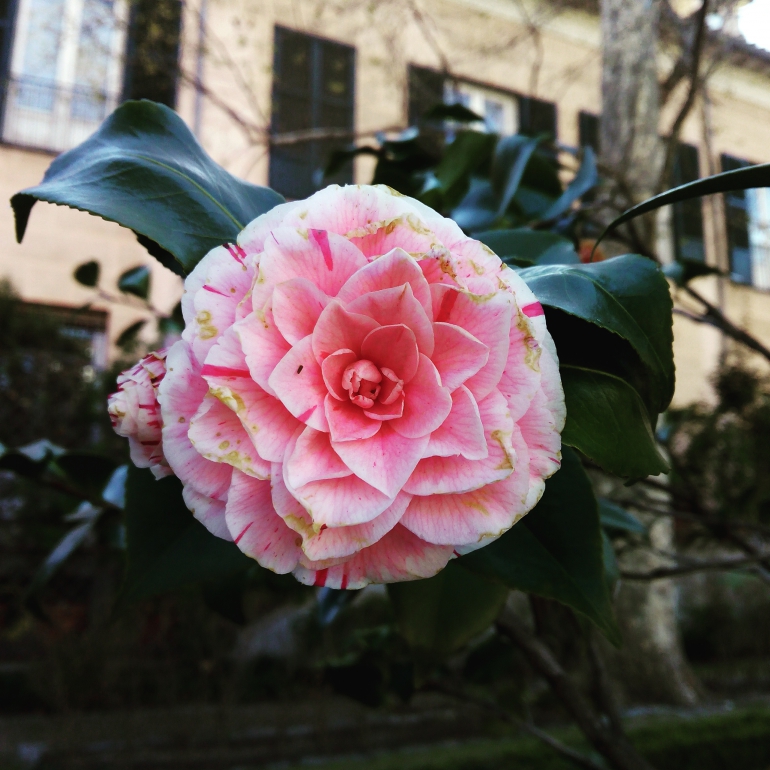 Jardines del Príncipe de Anglona , rosa